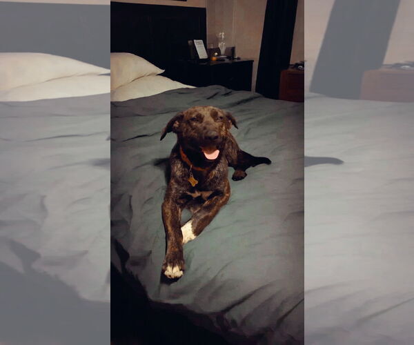 Medium Photo #10 Dutch Shepherd -Unknown Mix Puppy For Sale in Sandy, UT, USA