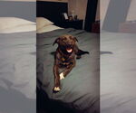 Small #9 Dutch Shepherd  Mix