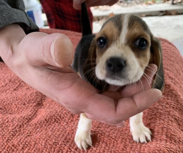 Medium Photo #2 Beagle Puppy For Sale in ANNISTON, AL, USA