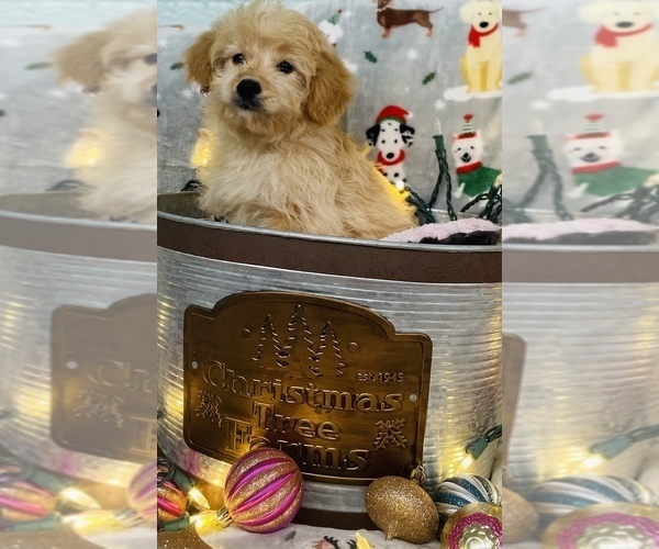 Medium Photo #6 Golden Retriever-Poodle (Toy) Mix Puppy For Sale in CINCINNATI, OH, USA