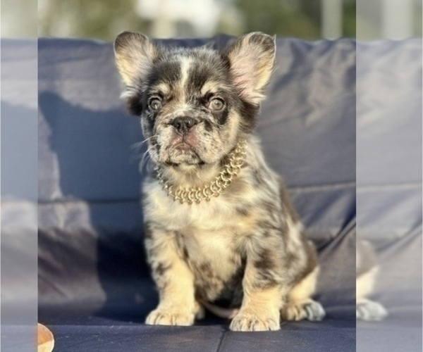 Medium Photo #3 French Bulldog Puppy For Sale in ENCINO, CA, USA