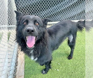 Border-Aussie Dogs for adoption in Grand Prairie, TX, USA