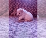 Small Photo #17 Pomeranian Puppy For Sale in CORYDON, IN, USA
