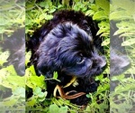 Image preview for Ad Listing. Nickname: Teddy