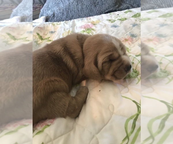 Medium Photo #4 Basset Hound Puppy For Sale in GOODSPRING, TN, USA
