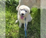 Small #9 Great Pyrenees
