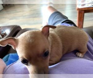 Chihuahua Puppy for sale in MOUNT PLEASANT, NC, USA