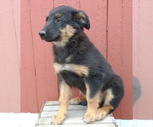 English Shepherd Puppy for Sale in FREDERICKSBRG, Pennsylvania USA