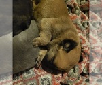 Small Photo #2 Cane Corso Puppy For Sale in NUNICA, MI, USA