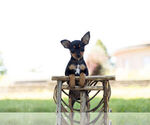 Small #1 Miniature Pinscher