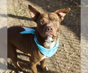 American Staffordshire Terrier-Unknown Mix Dogs for adoption in San Antonio, TX, USA