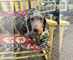 Dachshund Dogs for adoption in Sioux Falls, SD, USA