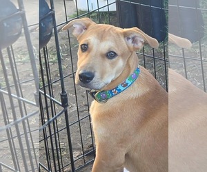Crackers - Male Labrador Retriever-Unknown Mix Dog for Adoption - Photo #5