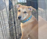 Small Photo #5 Labrador Retriever-Unknown Mix Puppy For Sale in Germantown, OH, USA