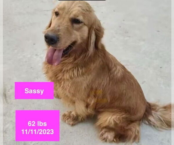 Medium Photo #4 Golden Retriever Puppy For Sale in West Hollywood, CA, USA