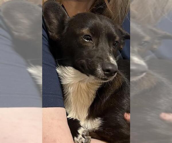 Medium Photo #1 Cardigan Welsh Corgi-Unknown Mix Puppy For Sale in San Antonio, TX, USA