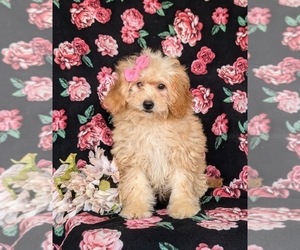 Goldendoodle (Miniature) Puppy for sale in KIRKWOOD, PA, USA