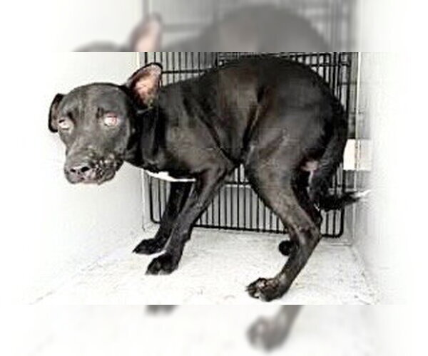 Medium Photo #1 Labrador Retriever-Unknown Mix Puppy For Sale in Houston, TX, USA