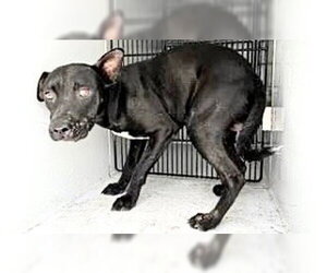 Labrador Retriever-Unknown Mix Dogs for adoption in Houston, TX, USA