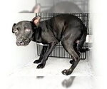 Small Labrador Retriever Mix