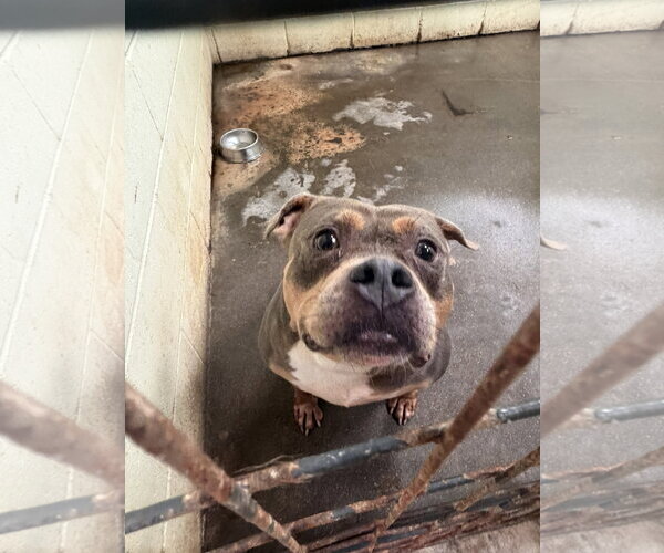 Medium Photo #2 Mutt Puppy For Sale in Jackson, MS, USA