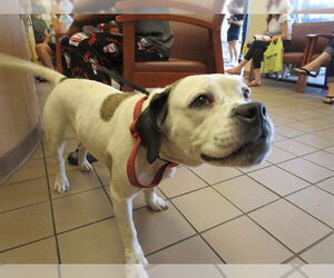 Bogle Dogs for adoption in Ocala, FL, USA