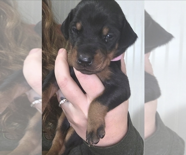 Medium Photo #1 Doberman Pinscher Puppy For Sale in CORBIN, KY, USA