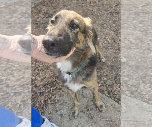 Medium Photo #3 Colonial Cocker Spaniel-Unknown Mix Puppy For Sale in Royal Palm Beach, FL, USA