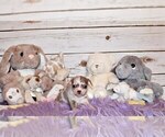 Small #6 Chihuahua