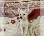 Puppy Poppy German Shepherd Dog