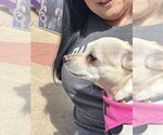 Small #1 Chihuahua