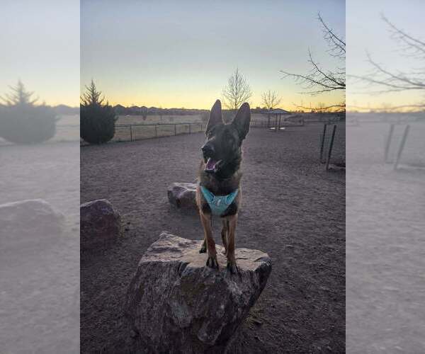 Medium Photo #3 German Shepherd Dog-Unknown Mix Puppy For Sale in Imlay City, MI, USA