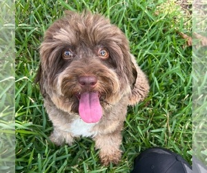 Mother of the F2 Aussiedoodle puppies born on 08/04/2025
