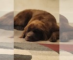 Small Photo #1 Newfoundland Puppy For Sale in MAPLE FALLS, WA, USA