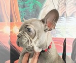 Small Photo #6 French Bulldog Puppy For Sale in LATHROP, CA, USA