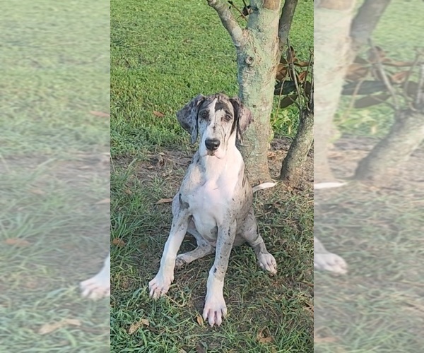 Medium Photo #6 Great Dane Puppy For Sale in DENHAM SPRINGS, LA, USA