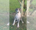 Small #5 Great Dane
