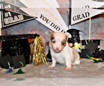 Puppy Norwin Chihuahua