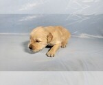 Small #3 Golden Retriever