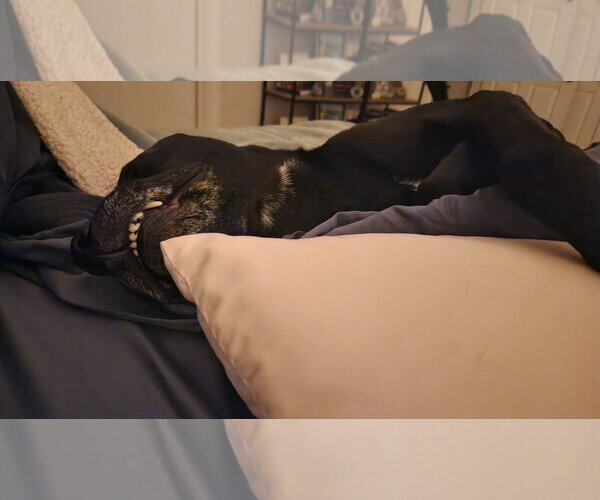 Medium Photo #16 American Pit Bull Terrier-Labrador Retriever Mix Puppy For Sale in Holly Springs, NC, USA