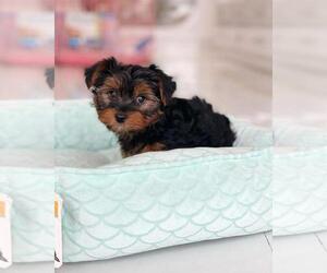 Yorkshire Terrier Puppy for sale in NEW ORLEANS, LA, USA
