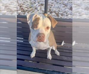 Boxer-Unknown Mix Dogs for adoption in Derwood, MD, USA