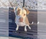 Small Boxer Mix