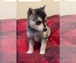 Small Photo #12 Alaskan Klee Kai Puppy For Sale in WINCHESTER, OH, USA