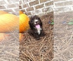 Small Photo #7 Cocker Spaniel-Poodle (Miniature) Mix Puppy For Sale in DUBARD, MS, USA