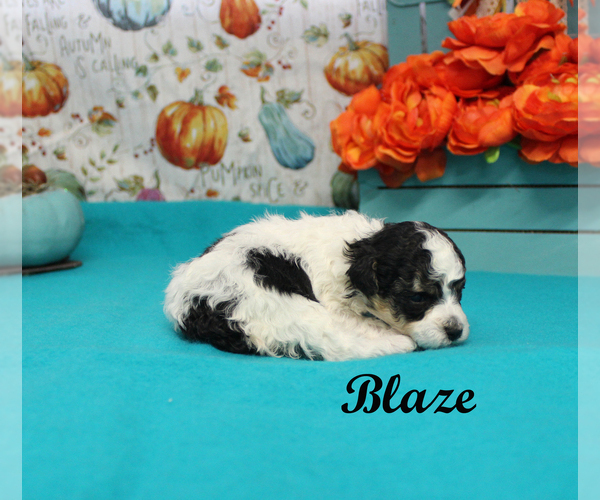 Medium Photo #5 Poodle (Toy) Puppy For Sale in CHANUTE, KS, USA