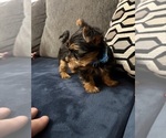 Small #8 Yorkshire Terrier