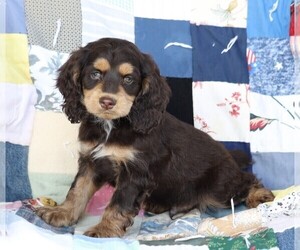 Cock-A-Poo Puppy for sale in FREDERICKSBG, OH, USA