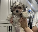 Small Maltipoo (Miniature)