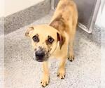 Small #1 Labrador Retriever Mix
